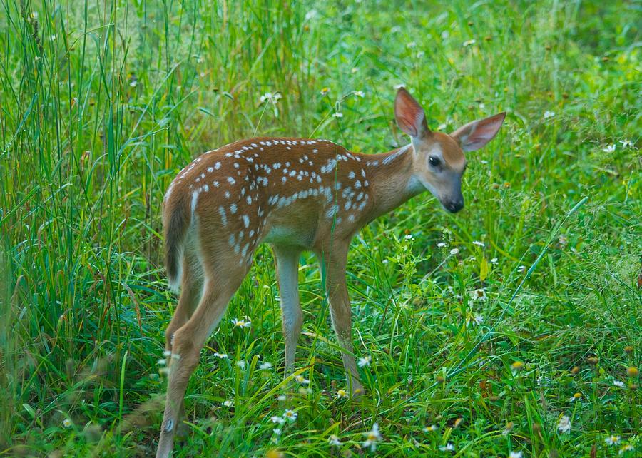 A young fawn 8292 2801 Photograph by Michael Peychich