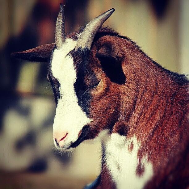 Animal Photograph - A Young Goat At A Small Petting Zoo by Ervina Bakker