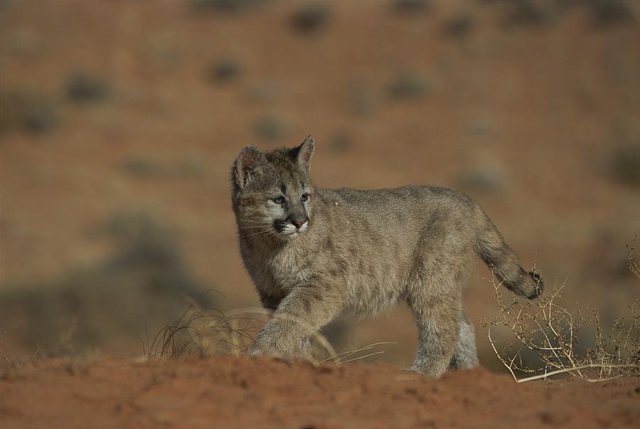 A Young Mountain Lion Walks In A Desert Photograph by Norbert Rosing