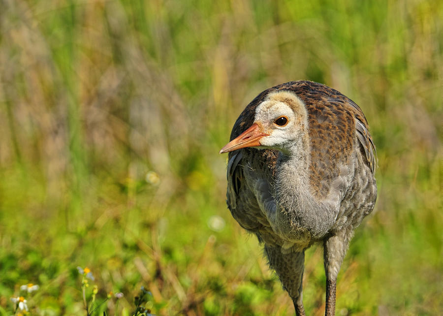 A young Sandhill Crane Photograph by Bill Dodsworth