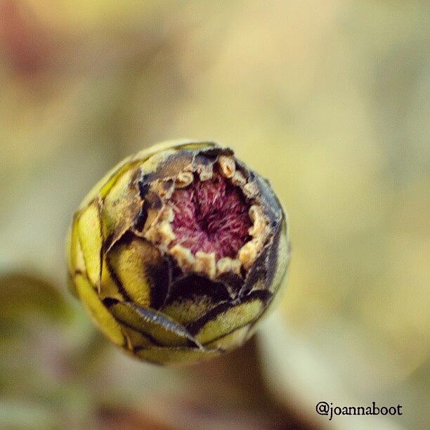 Nature Photograph - A Zinnia Bud That Wont Be Blooming by Joanna Boot