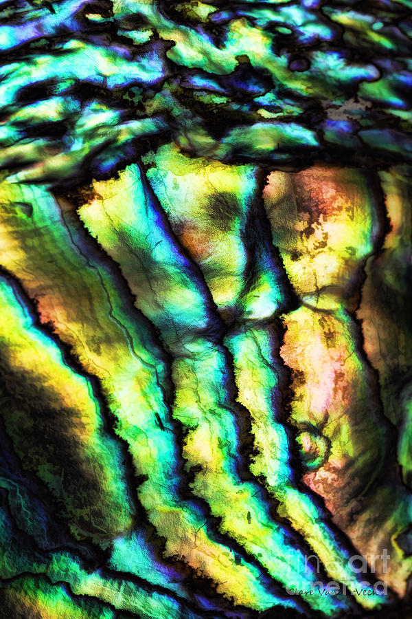 Abalone Abstract Photograph by Clare VanderVeen