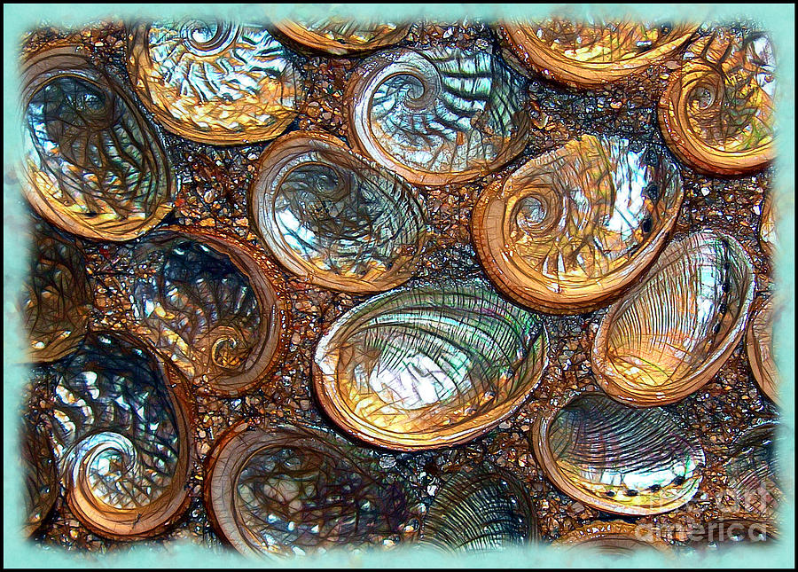 Abalones Photograph by Judi Bagwell