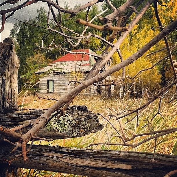 Tree Photograph - Abandoned Farm #farm #field by Lucy Siciliano
