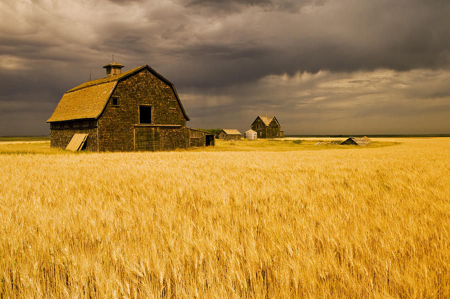 Rural Scene Photograph - Abandoned Farm, Wind-blown Durum Wheat by Dave Reede