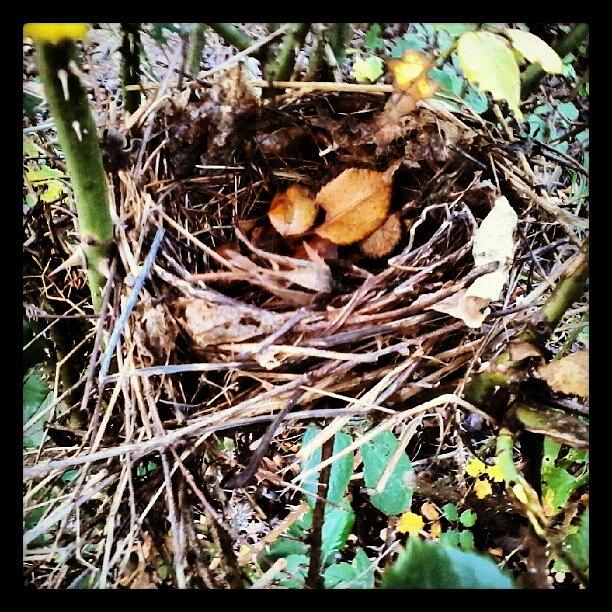 Nest Photograph - Abandoned Nest by Jessica Berryhill
