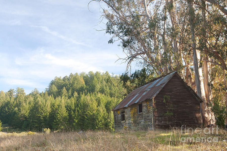 Tree Photograph - Abandoned rustic cabin by Matt Tilghman
