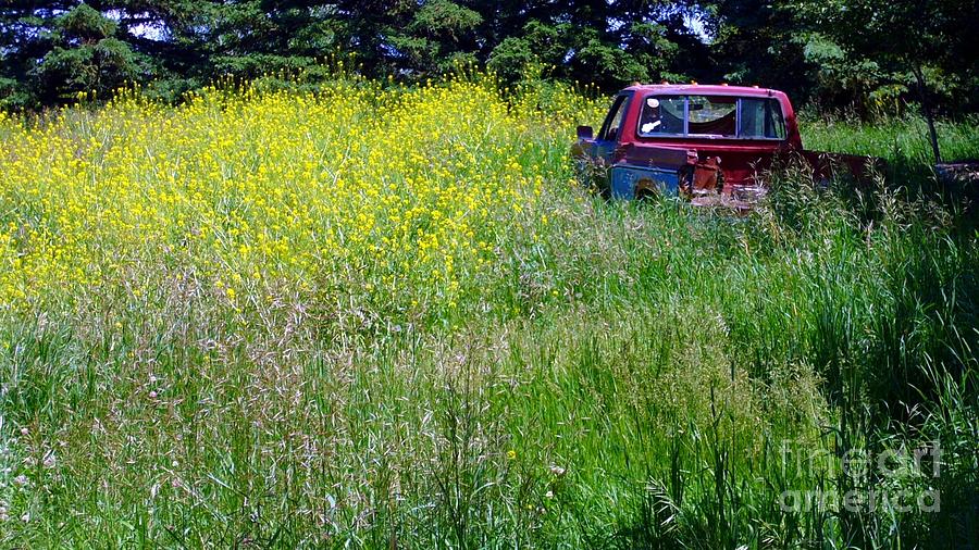 Abandoned to the wild mustard Photograph by Jim Sauchyn