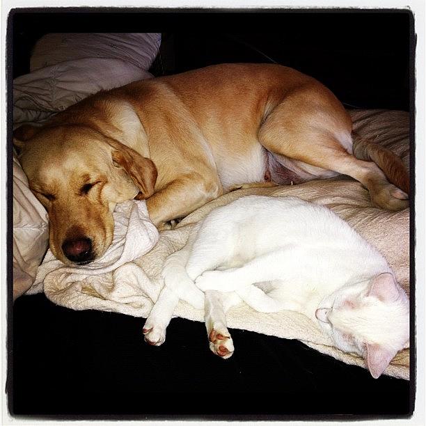 Dog Photograph - Abby & Snowball Arent Ready For Monday by Tiffany Spooner