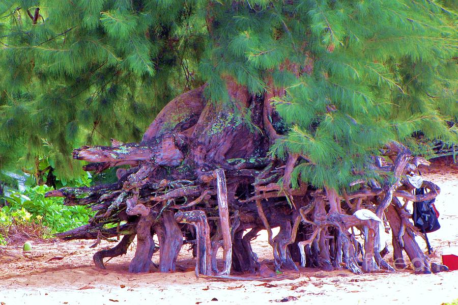 Above Ground Roots on Tamarisk tree  Photograph by Michele Penner
