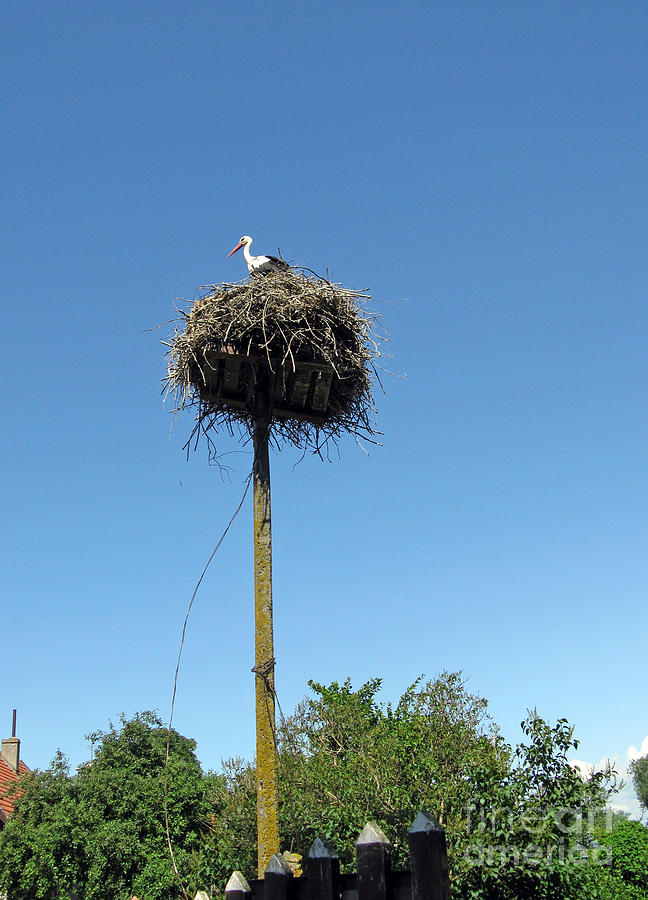 Stork Photograph - Above the tree tops by Ausra Huntington nee Paulauskaite