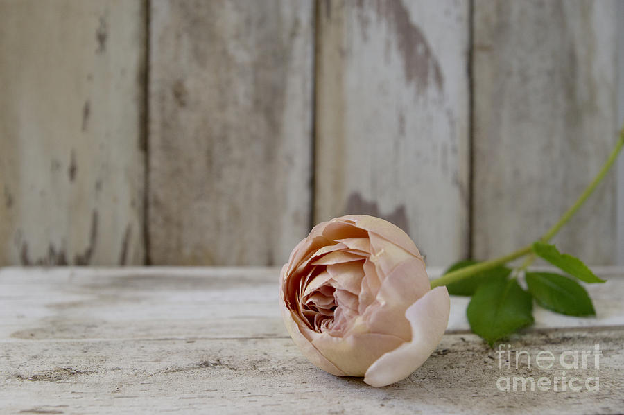 Pink Photograph - Abraham Darby by Cindy Garber Iverson