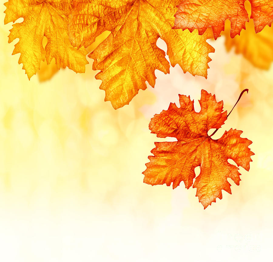 Abstract autumn background Photograph by Anna Om