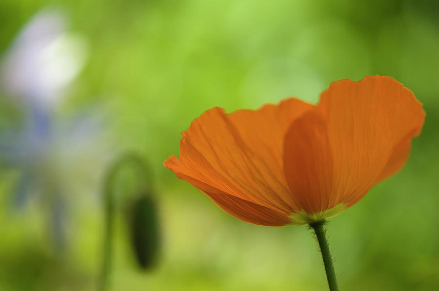 Abstract back with Orange poppy Photograph by Carolyn DAlessandro