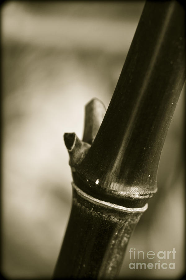 Abstract Bamboo Photograph by Clare Bambers