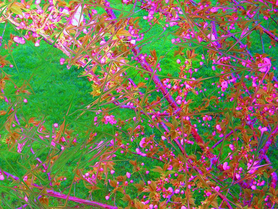 Abstract Blossoms Photograph by Susan Carella