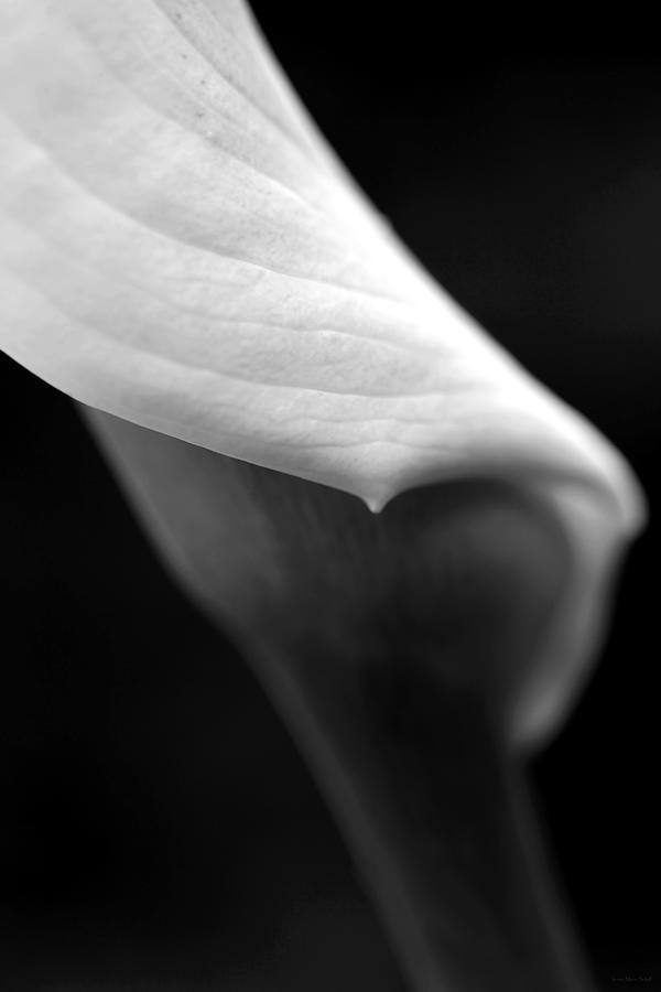 Abstract Calla Lilly Flower Monochrome Photograph by Jennie Marie Schell