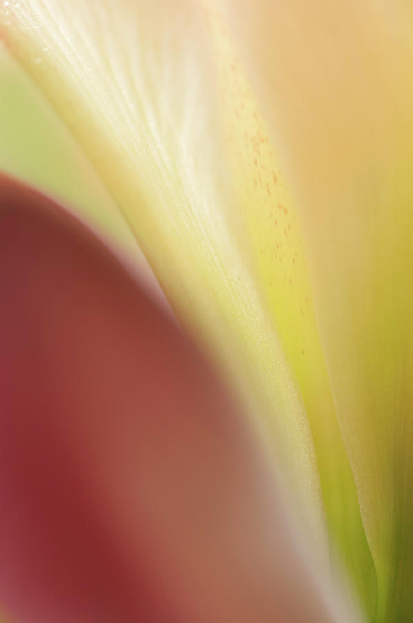 Abstract colors Photograph by Carolyn DAlessandro