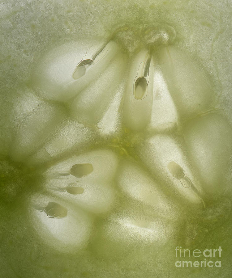 Abstract Cucumber Photograph by Janeen Wassink Searles