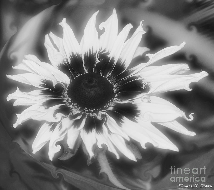 Abstract Daisy Photograph by Donna Brown
