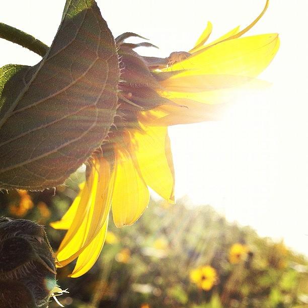 Sunflower Photograph - #abstract #flower #instanature by Eric Greer