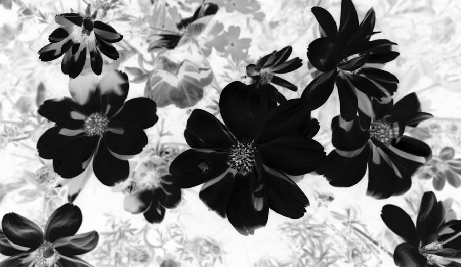 Abstract Flowers 4 Photograph by Kim Galluzzo Wozniak