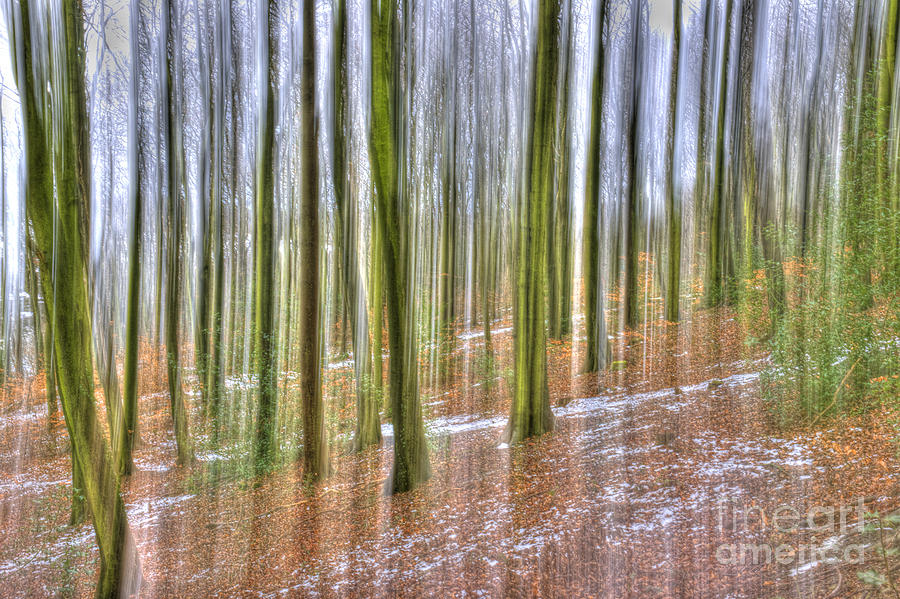 Abstract Forest Photograph by David Birchall