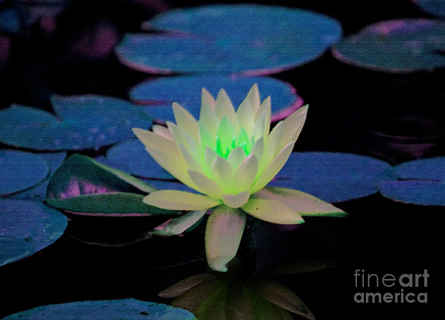 Abstract Photograph - Abstract Glowing Waterlily by Robert Sander