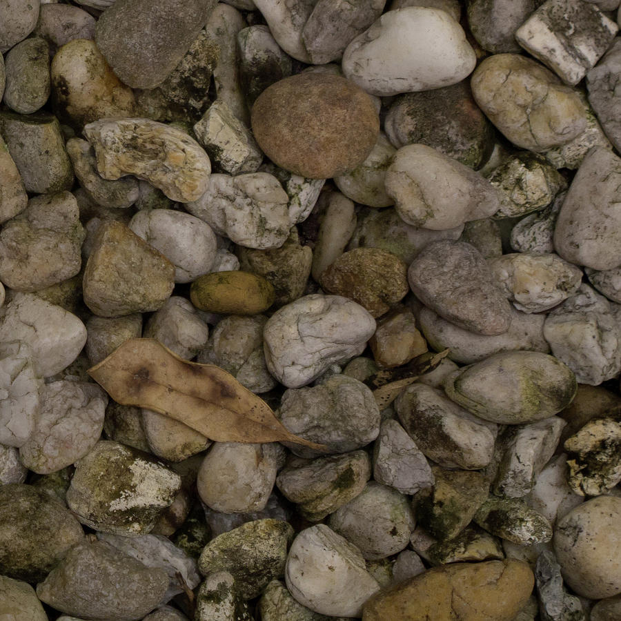 Abstract in leaf and stones Photograph by David Coblitz