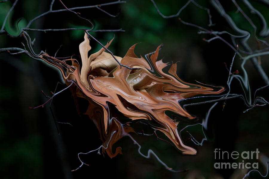 Abstract Photograph - Abstract Leaf 1 by Robert Sander