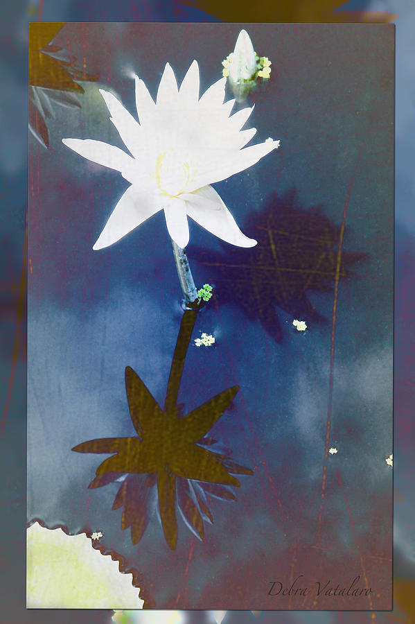 Abstract Lily 2 Photograph by Debra     Vatalaro