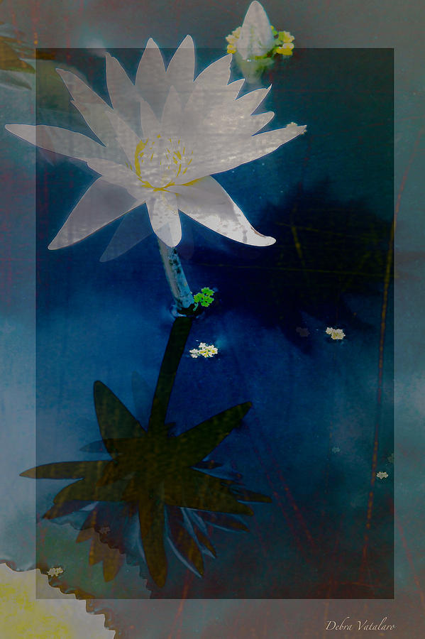Abstract Lotus 1 Photograph by Debra     Vatalaro