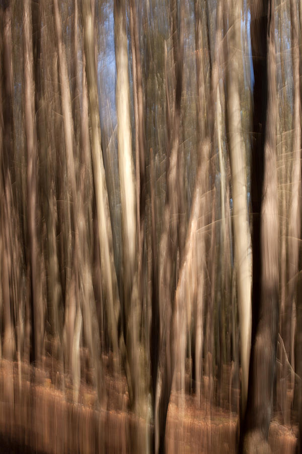 Abstract of Trees Photograph by Karol Livote