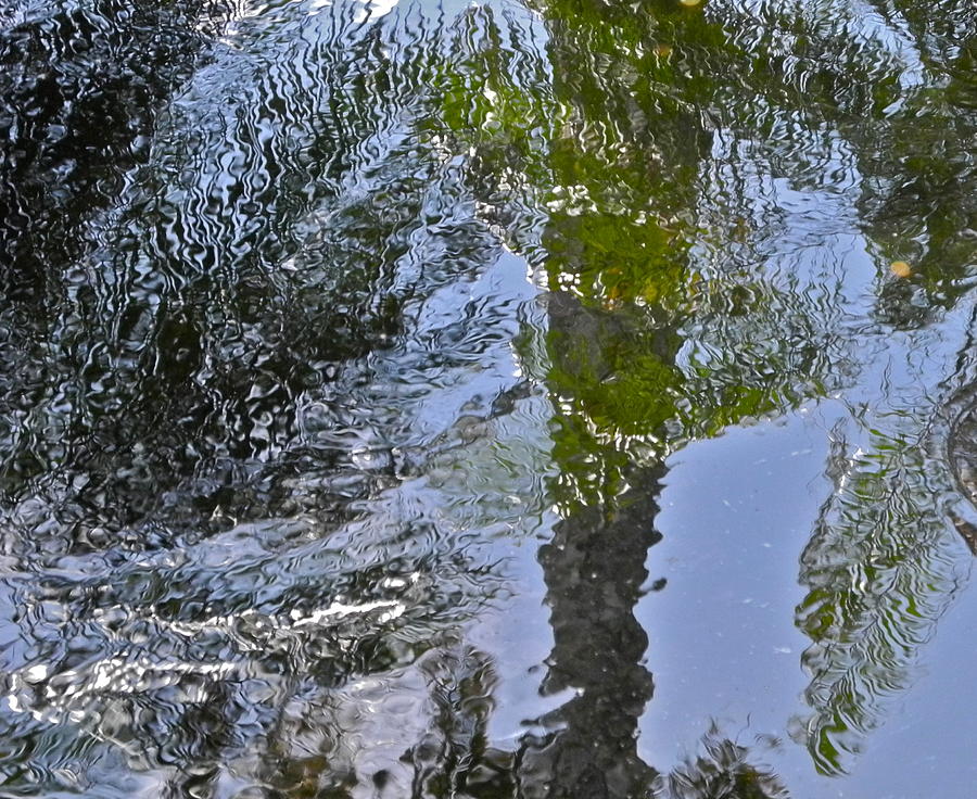 Abstract Palm Reflections Photograph by Kirsten Giving