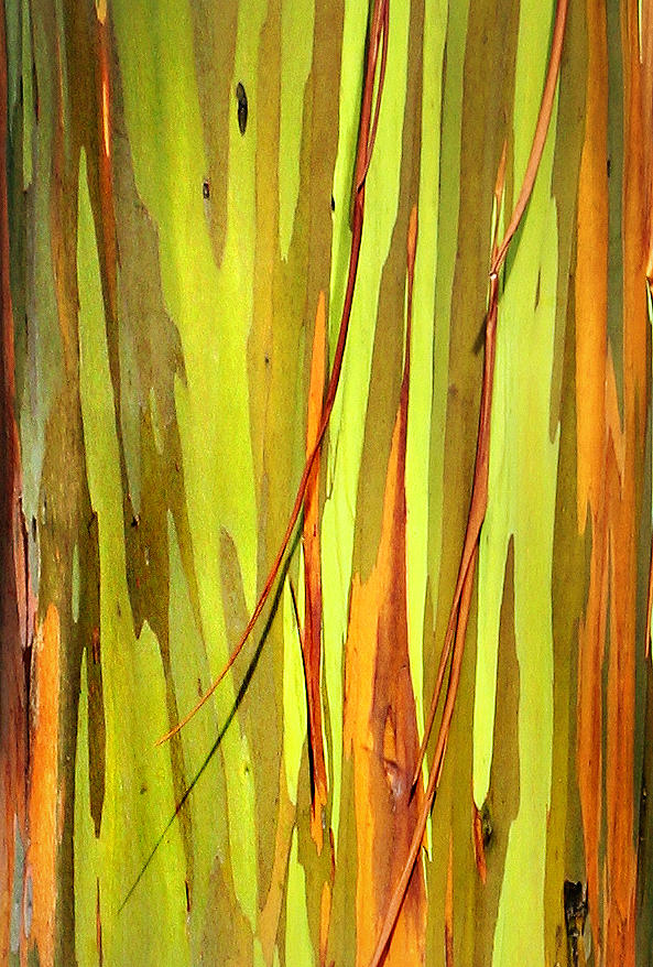 Abstract Rainbow Eucalyptus 1 Photograph by Marilyn Hunt