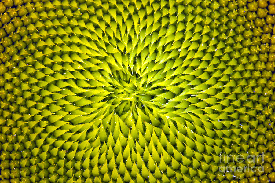 Abstract Sunflower Pattern Photograph by Benanne Stiens