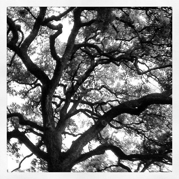 Tree Photograph - Abstract Tree 3 by Greta Olivas