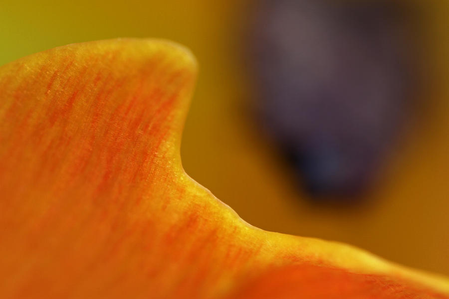 Abstract Tulip Photography Art Photograph by Juergen Roth