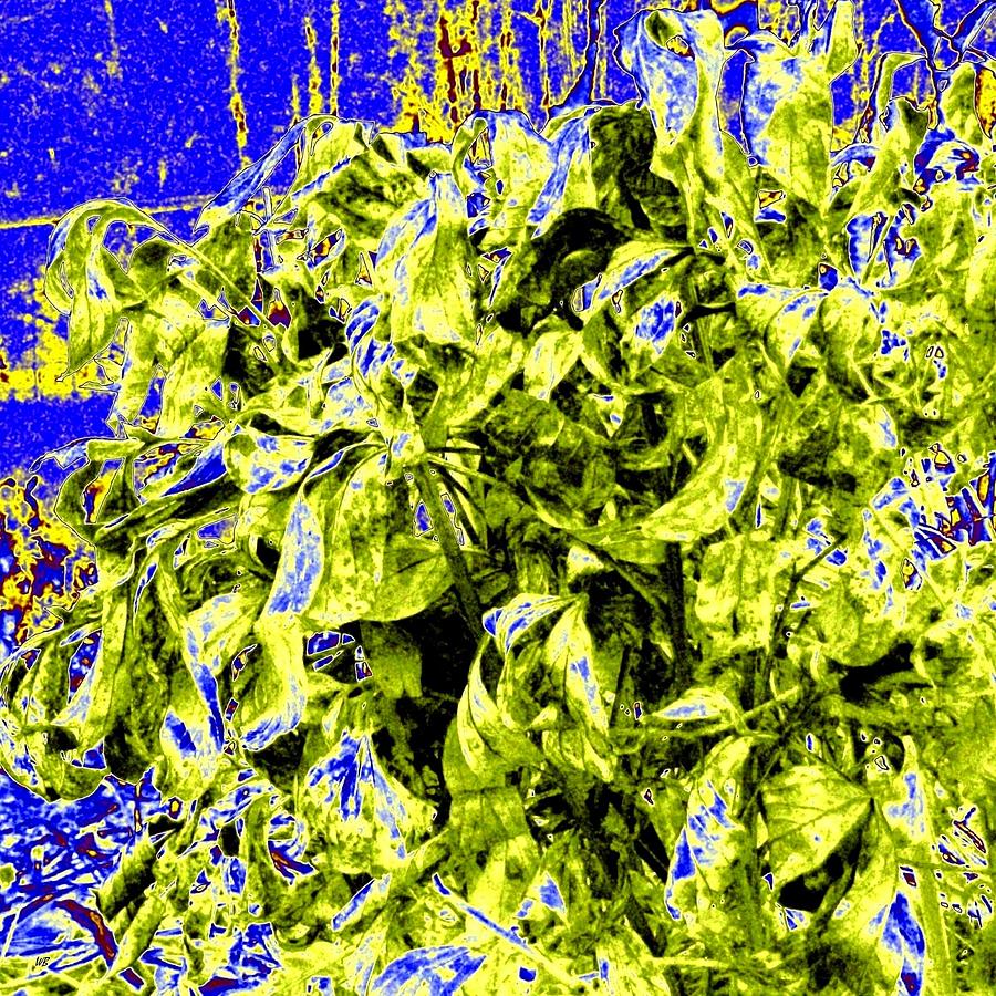 Abstract Vegetation Digital Art by Will Borden