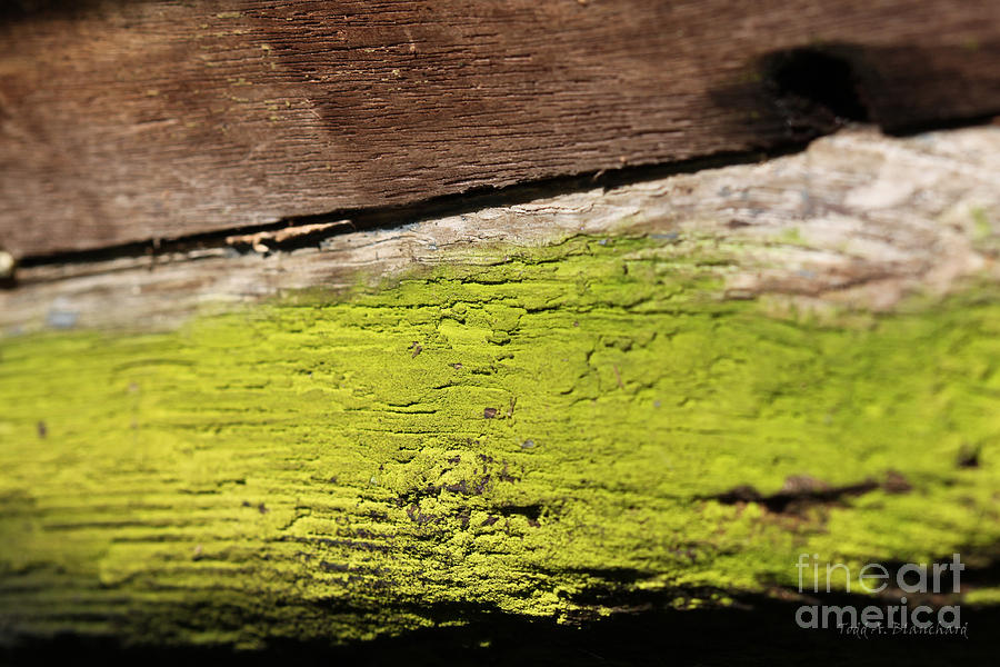 Abstract With Green Photograph by Todd Blanchard