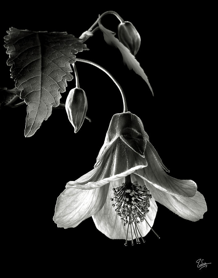 Abutilon in Black and White Photograph by Endre Balogh