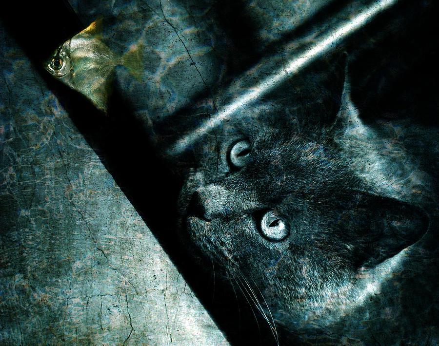 Abyss cat Photograph by Laura Melis