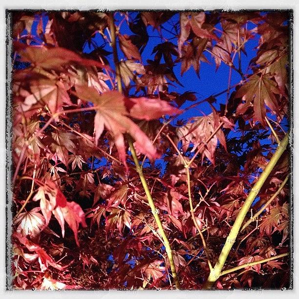 Nature Photograph - Acacia At Dusk #red #leaves #sky by Polly Rhodes