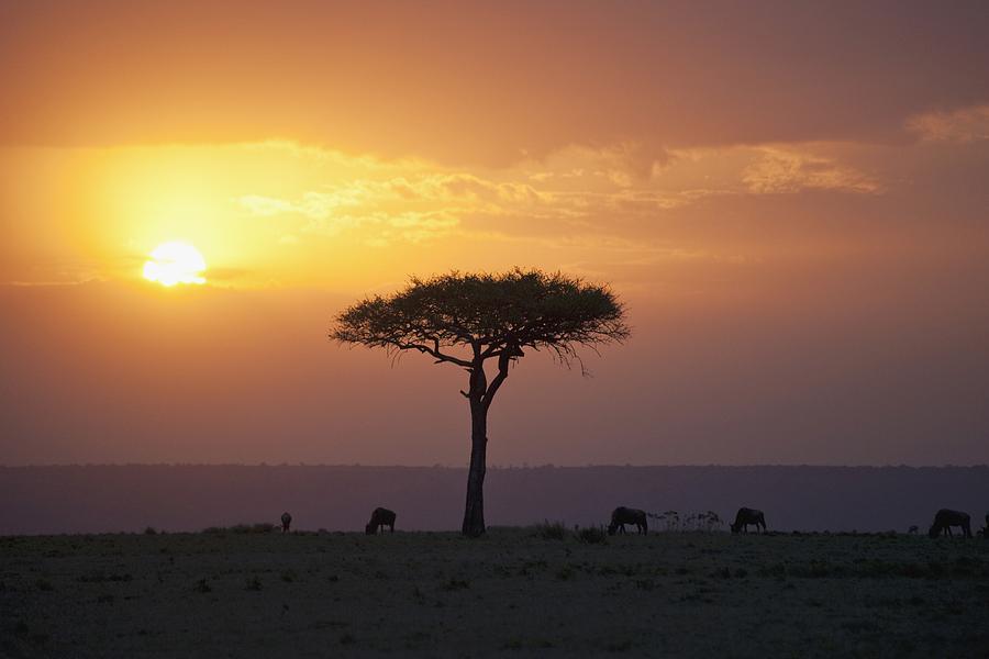 Acacia Trees At Sunset, Mara River Photograph by Keith Levit - Fine Art ...