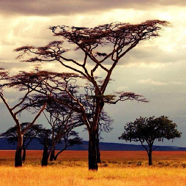 Tree Photograph - #acacia #trees In The Middle Of The by Crystal Peterson