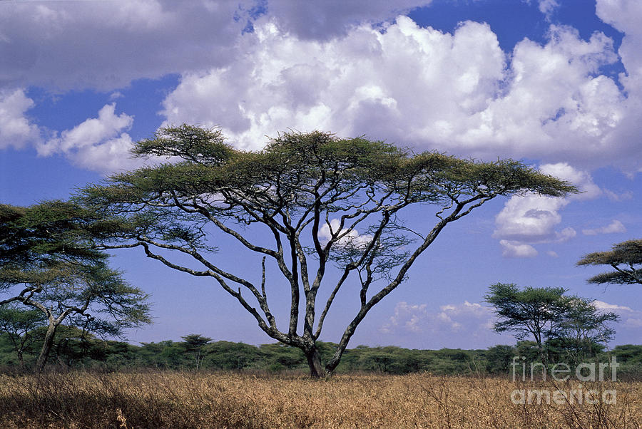 Acacia Trees On The Serengeti Plain Photograph by Greg Dimijian