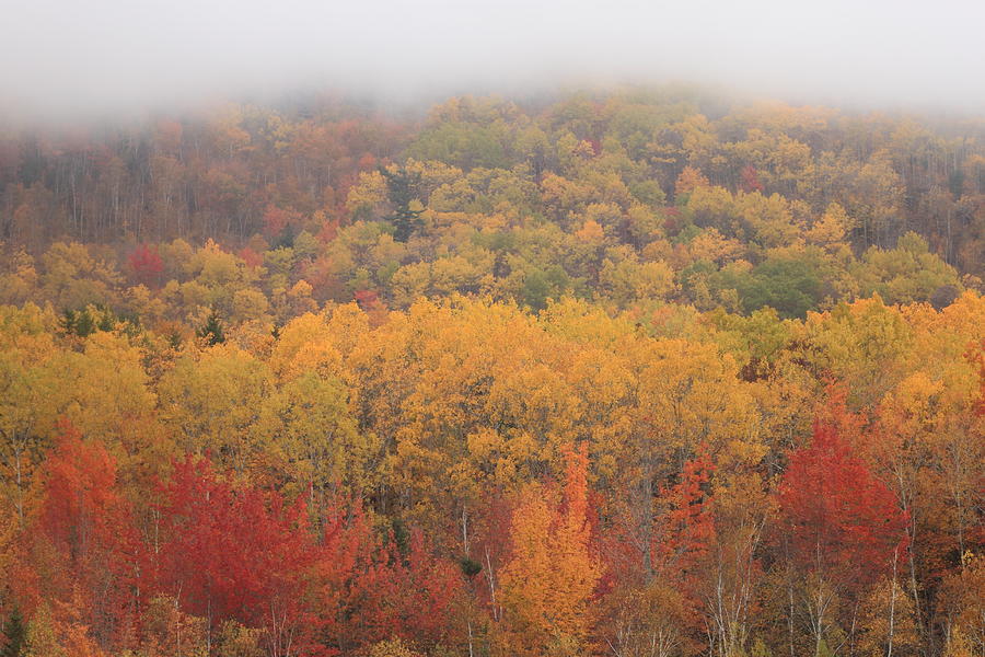 Acadia National Park Fall Foliage Photograph by John Burk