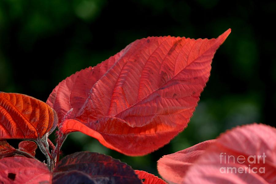 Acalypha Photograph by Living Color Photography Lorraine Lynch