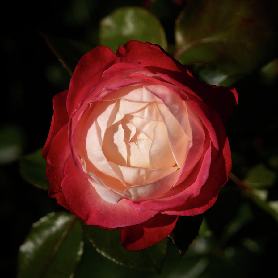 Acapella rose 2 Photograph by Jouko Lehto