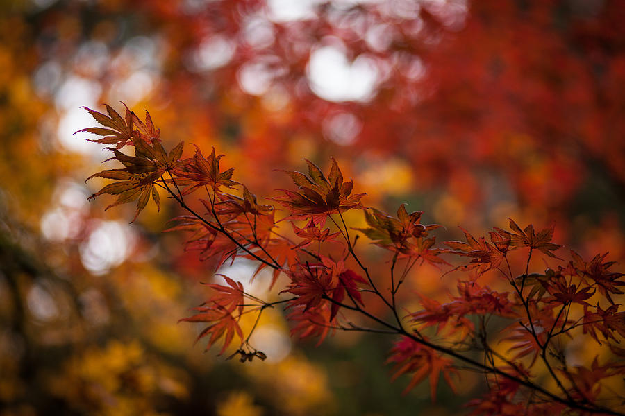 Fall Photograph - Acer Crimson Collage by Mike Reid